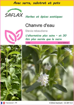 Image de SAFLAX Ensemble de culture - Chanvre d'eau - 100 graines - Stevia
