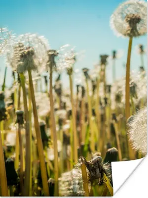 Produktbild von MuchoWow® Poster Blumen - Löwenzahn - Gras 30x40 cm - Wandplakat - Poster Kinderzimmer