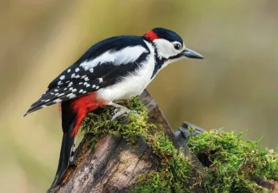 Produktbild von 3 D Ansichtskarte Buntspecht, Vogel, Postkarte Wackelkarte Hologrammkarte Tiere Tier Specht