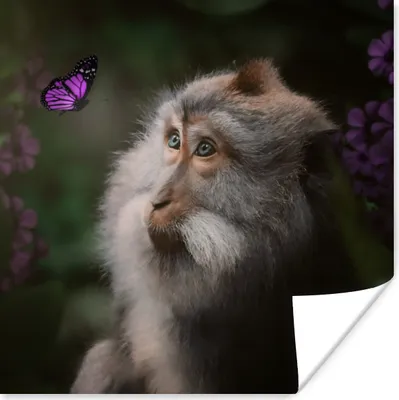 Produktbild von MuchoWow® Poster Schmetterling - Tiere - Affe 50x50 cm - Wohnzimmerdekoration