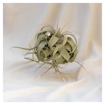Produktbild von Tillandsia xerographica (Mittel)