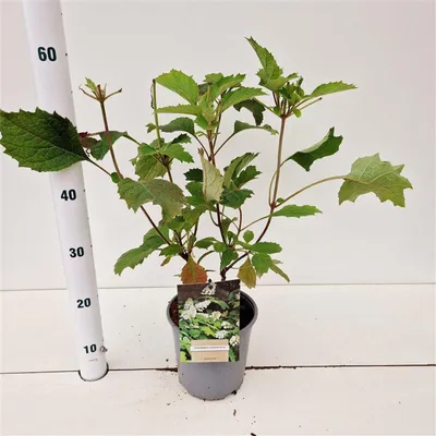 Obrázek produktu pro Hydrangea quercifolia – hortenzie | 25–30 cm v květináči