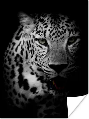 Produktbild von MuchoWow® Poster Tiere - Schwarz - Weiß - Panther - Porträt 90x120 cm - Wohnzimmer