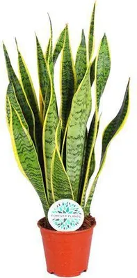 Obrázok produktu pre Sansevieria Laurentii Ø14 cm ↕50 cm – izbová rastlina čistiaca vzduch