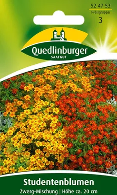 Produktbild von Quedlinburger Studentenblumen Zwerg-Mischung - Blumensamen