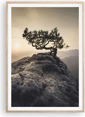 Produktbild von Gerahmtes Poster - Rahmen in heller Eiche - Alt Kiefer Berge - 70x100 cm - Wand Bild - Wanddeko - Wandbilder - Wandposter - Bilderrahmen - Bilder - Kunstdruck - Wandbild - P2NPA70x100-4334