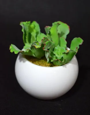 Produktbild von Künstliche Sukkulente im weißen Keramiktopf, 11 cm hoch, 10 cm breit