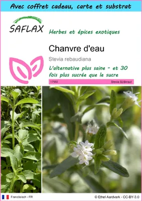 Image de SAFLAX Ensemble-cadeau - Chanvre d'eau - 100 graines - Stevia