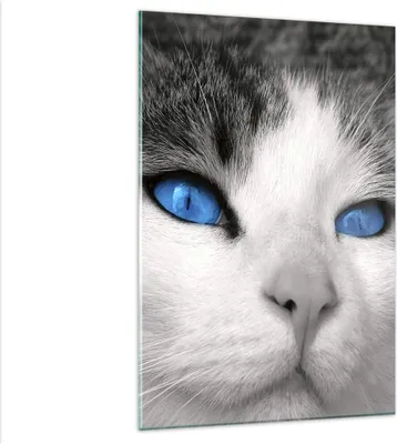 Produktbild von Bilder auf glas - Einteilig - Katze Tiere blaue Augen - 80x120cm - Glasbilder - Wandbilder - Bilder - zum Aufhängen bereit - Wanddekoration aus Glas - Glas Bilder - Wandbild auf Glas - GPA80x120-1144