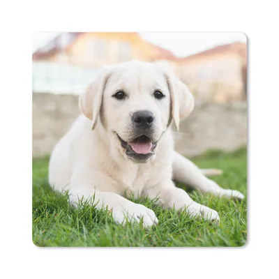 Produktbild von MuchoWow® Mauspad Mousepad Weißer Labrador Retriever im Gras liegend 20x20 cm - Mousepads - Maus Mat - Pad - Mausunterlage - Desk Mat - Bureauartikeln