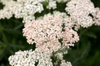 Produktbild von Achillea millefolium 'Apfelblüte', Schafgarbe, rosa, ca. 9x9 cm Topf