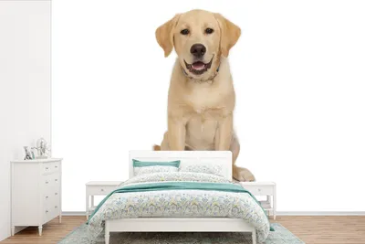 Produktbild von MuchoWow® Fototapete für Wohnzimmer oder Schlafzimmer Wandtapete Vinyl Motivtapete Labrador-Welpe vor weißem Hintergrund - 600x400 cm - Vinyltapeten