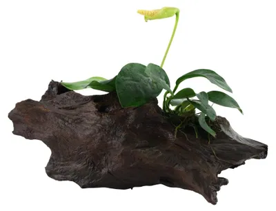 Produktbild von Aquarium Pflanze Anubias barteri var. nana auf Wurzel Tropica Nr.101 YWS