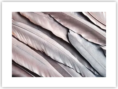 Produktbild von Poster - Poster ohne Rahmen - Federn Flügel Feder - 40x30 cm - Wand Bild - Wanddeko - Wandbilder - Kunstposter - Wandposter - Bilder - Kunstdruck - Wanddekoration - Wandbild - P2XAA40x30-5114