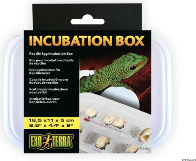 Obrázok produktu pre Inkubačný box Exo Terra pre vajcia plazov Transparentný Priehľadný Jedna veľkosť