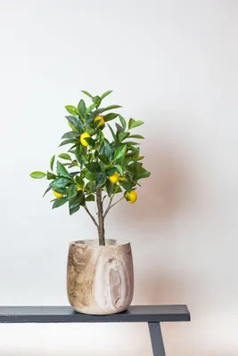 Produktbild von Künstliche Pflanze - Citrus Limonia - Citroenboom - 75 Cm