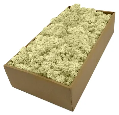 Produktbild von Islandmoos - Moos in 5 verschiedenen Farben 250 g / 500 g / 1 kg echtes konserviertes Naturmoos für Moosbilder, Dekoration und Modellbau (Naturweiß, 250 g)