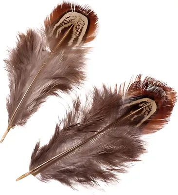 Produktbild von KNORR PRANDELL 216617982 Fasanenfedern 3 - 9 cm natur