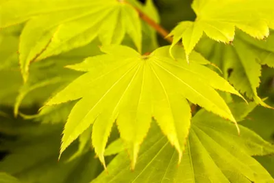 Produktbild von Acer shirasawanum 'Aureum', Japanischer Ahorn, gelbgrün, 25–30 cm