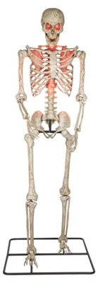Produktbild von 3 Meter Skelettfigur Geisterbahnqualität im Aged Look mit leuchtenden Augen & beweglichen Gelenken für Halloween Deko