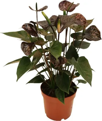 Image de Anthurium andreanum "Black Karma" - avec fleur noire dans un pot de 12cm