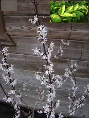 Produktbild von Abeliophyllum distichum - Schneeforsythie - 40-60