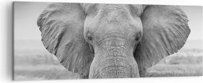 Produktbild von Bild auf Leinwand - Leinwandbild - Einteilig - Elefant Afrika Tier - 140x50cm - Wand Bild - Wanddeko - Wandbilder - Leinwanddruck - Bilder - Wanddekoration - Leinwand bilder - Wandbild - AB140x50-5072