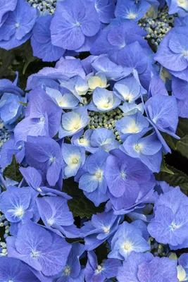 A close-up view of several blue hydrangeas.