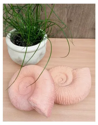 Produktbild von 2er Set Ammoniten aus Terrakotta - Fossilien von Kopffüßern