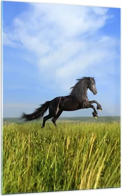 Produktbild von Bilder auf glas - Einteilig - Schwarzes Pferd Pferd Galopp - 70x100cm - Glasbilder - Wandbilder - Bilder - Wanddekoration aus Glas - Glas Bilder - Wandbild auf Glas - GPA70x100-0495