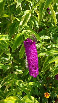 Image de Buddleia davidii 'Harlequin' / Arbre aux papillons panaché