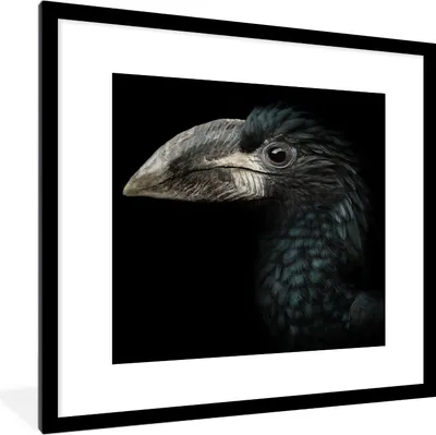 Produktbild von MuchoWow® Gerahmtes Poster Vogel - Porträt - Hornvogel - Schwarz - Tiere 40x40 cm - Poster mit Schwarzem Bilderrahmen Wandposter Rahmen Foto Bilder - Poster - Plakat im Rahmen