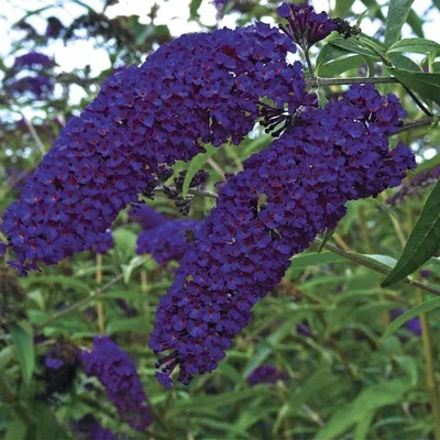 Immagine prodotto di Buddleja davidii Empire Blue 25-30 cm Arbusto per farfalle Lilla estivo - Lilla a lancia