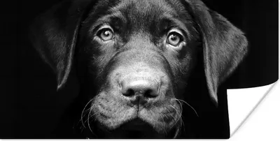 Produktbild von MuchoWow® Poster Nahaufnahme Labrador Welpe vor schwarzem Hintergrund in schwarz und weiß 80x40 cm - Wanddeko