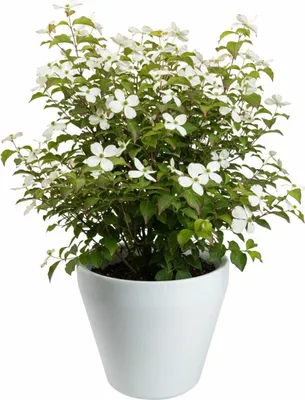 Immagine prodotto di HowHomely | Vaso per piante - Vaso da fiori - bianco - L46xH41 cm - Fioriera - Coprivaso - Facile da pulire