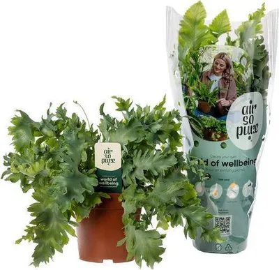 Zdjęcie produktu dla Paproc plamista Phlebodium Davana - roslina doniczkowa, srednica 12cm, wysokosc