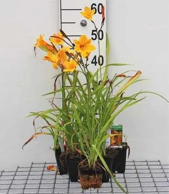 Immagine prodotto di 6 x Hemerocallis hybr. 'Corky' - daylily - vaso 9 x 9 cm