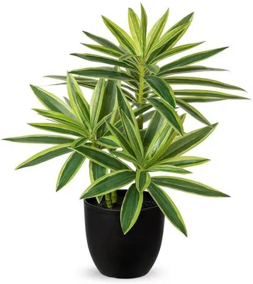 Produktbild von Künstliche Dracaena-Pflanzen in schwarzen Töpfen, 41 cm hoch. Dekorative, künstliche Topfpflanzen, realistisch aussehende Zimmerpflanzen für die Dekoration von Zuhause, Badezimmer, Wohnzimmer, Küche, Regalen und Tischen