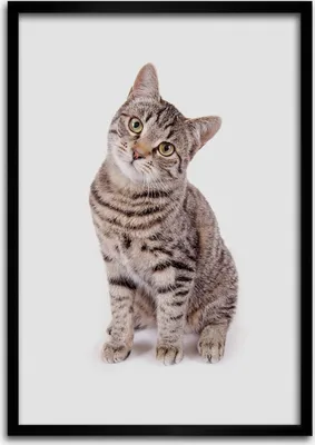 Produktbild von Bild - Bilderrahmen - Foto - 70 cm x 100 cm - MDF - Rahmen - Wandkunst - Katze