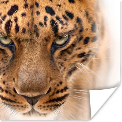 Produktbild von MuchoWow® Poster Leopard - Porträt - Augen 75x75 cm - Wand Dekoration