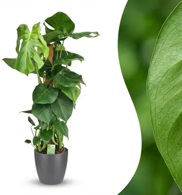 Image de Green boutiQ - Plante d'intérieur - Monstera - Monstera Deliciosa sur tuteur - Vert - Peu d'entretien - 1 plante - avec pot gris - Pot 19 cm - Hauteur 90 cm
