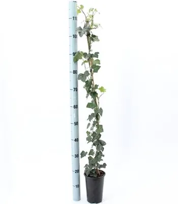 Image de Hedera hibernica - Lierre | 100-125 cm en pot
