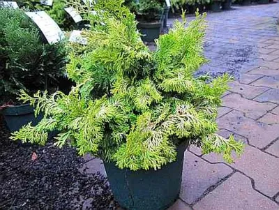 Produktbild von Zwerg-Muschelzypresse Rashahiba - Chamaecyparis obtusa Rashahiba - 20-30cm