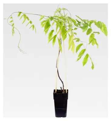 Produktbild von Rosafarbener chinesischer Blauregen - Höhe ca. 65 cm, Topf-Ø 15 cm