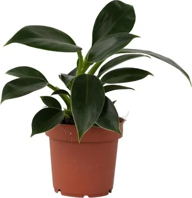 Produktbild von Baumfreund - Philodendron 'Green Princess' - Höhe 20-30cm - ⌀12cm