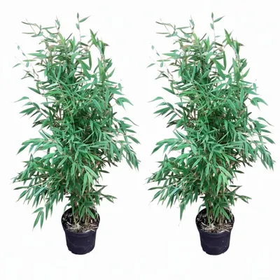 Produktbild von 2 Fargesia murielae 'Jumbo' – Gartenbambus 100-120 cm - winterharter und immergrüner Bambus, keine unterirdischen Ausläufer, zwei Topfpflanzen im Set