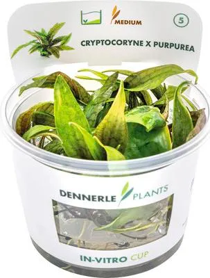 Obrázek produktu pro Vodní rostlina In-Vitro Kryptokoryna purpurea - Cryptocoryne x purpurea