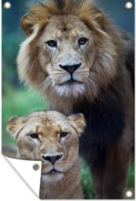 Produktbild von MuchoWow® 60x90 cm Outdoor-Poster Gartendeko Sichtschutz Garten Poster für den Garten  Porträt - Löwe