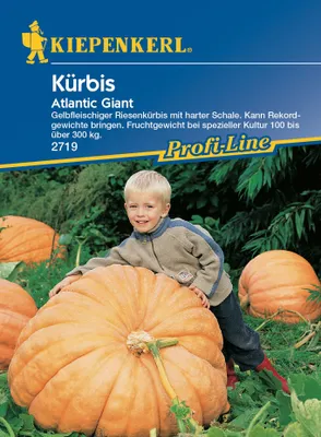 Produktbild von Kürbis Atlantic Giant | Riesenkürbissamen von Kiepenkerl