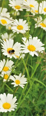 Produktbild von Wallario selbstklebendes Poster - Margeritenwiese, Größe: 50 x 125 cm